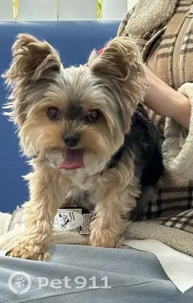 Пропала мини-йорк, Солнечная ул., 5А - photo