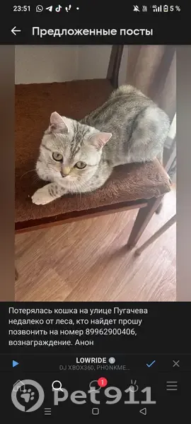 Пропала кошка, ул. Пугачёва, Кармаскалы - photo