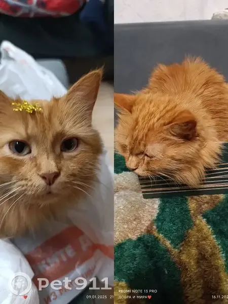 Пропала кошка на 7-я линия, 34, Ярославль - photo