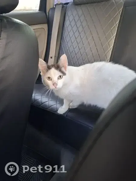 Пропала кошка, Южная ул. 49, Нерехта - photo