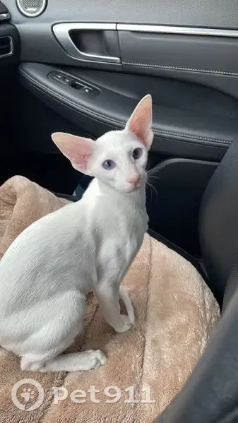 Пропала кошка, Выставочная 18, Краснодар - photo