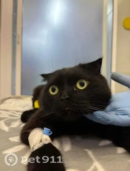 Найдена кошка у ветклиники 