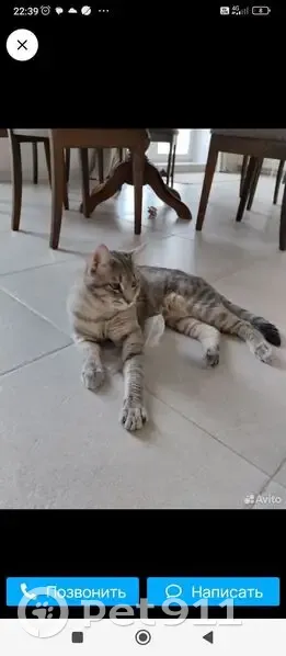 Пропала кошка на ул. Магалифа, 15, НСК - photo