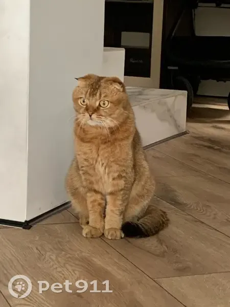 Пропала кошка, 9-я линия, Самара - photo