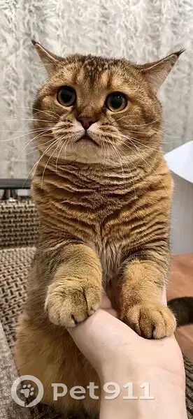 Пропала кошка в Засосне, Белгородская обл. - photo