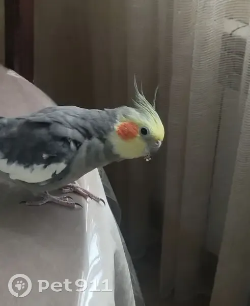 Пропала птица, ул. Комарова 36, Нальчик - photo