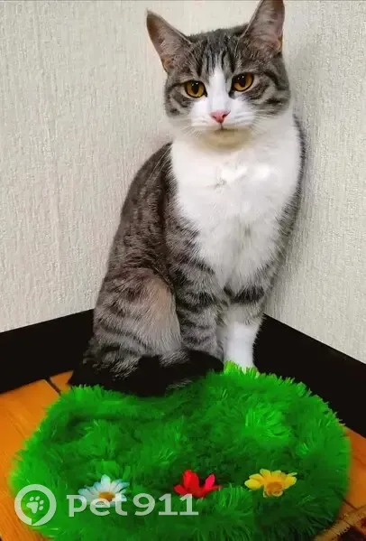 Пропала кошка на ул. Фурманова, 27, Стерлитамак - photo