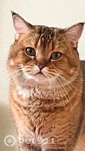 Пропала рыжая кошка в Засосне, Белгородская обл. - photo