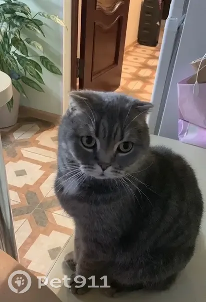 Пропала кошка, Железнодорожная 2, Белореченск - photo