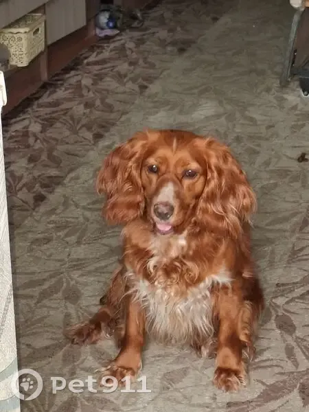 Найдена собака, Карасунская ул. 4, Краснодар - photo