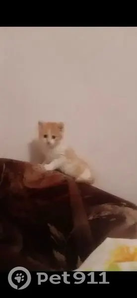 Пропал котёнок, ул. Вилар, Симферополь - photo