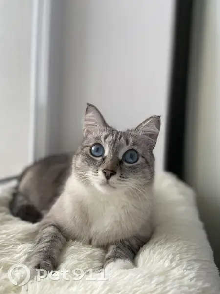 Пропала кошка, ул. Арх. С. Макарова, 4/2 - photo