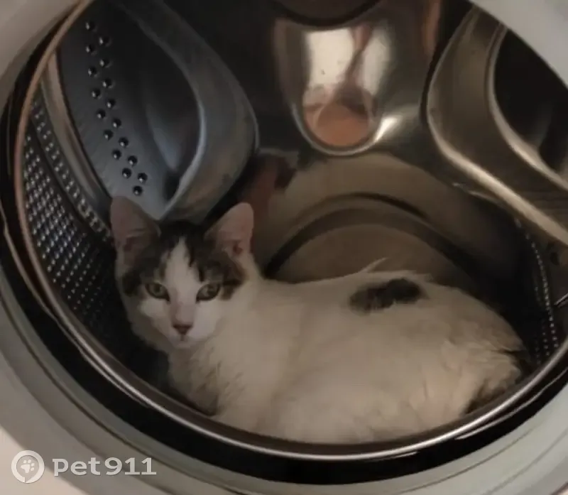 Пропал кот, Западный Обход 42/3 к2, Краснодар - photo