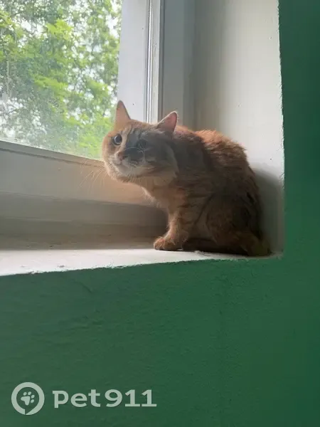 Найдена кошка, Врачебный проезд, 11 к3 - photo