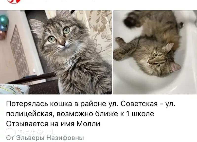 Пропала кошка, Советская ул., Дюртюли - photo