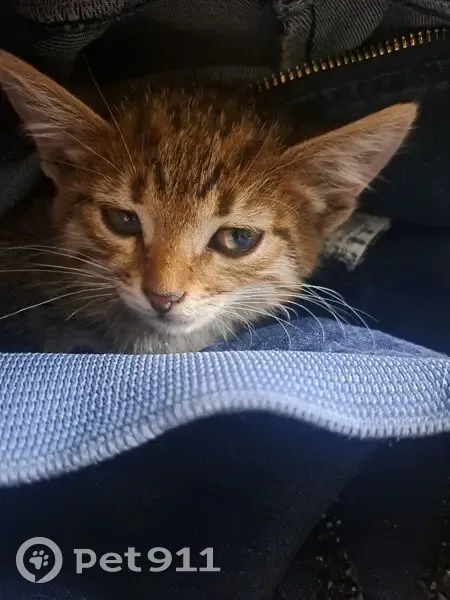 Котёнок найден на Воздвиженке, Москва - photo