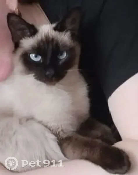 Пропала кошка, Юбилейный пер., 1, Родыгино - photo