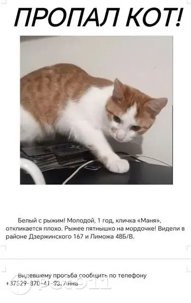 Пропала кошка, ул. Дзержинского 143, Гродно - photo