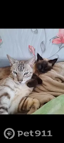 Пропал кот Зевс, СНТ Связист, 4 линия - photo