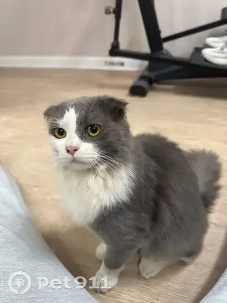 Кошка найдена, Хрустальная ул., Тверь - photo