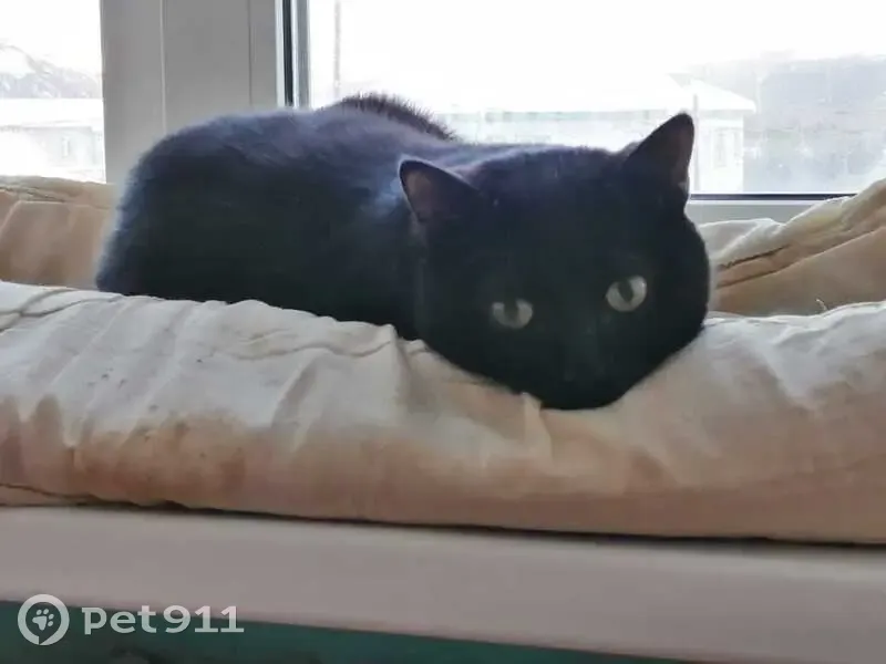 Пропала кошка, ул. 50 лет Сов. Власти, 6 - photo