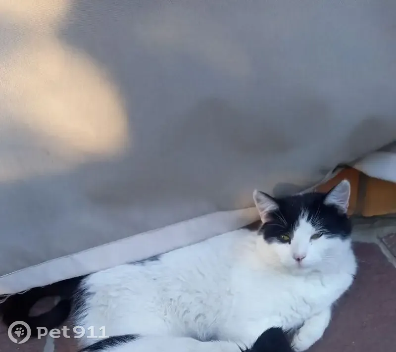 Пропала кошка, Новогусельский, ул. Мира 15 - photo