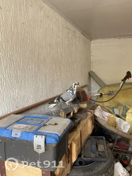 Голубь найден на ул. Пономарёва, Кр. Октябрь - photo