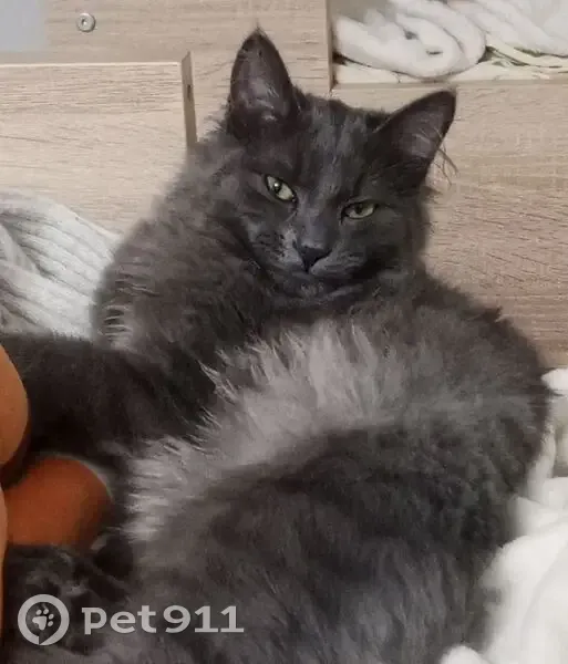 Пропала кошка, Совхозная 2/2, Хатассы - photo