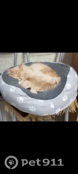 Пропала кошка, Набережная ул. 10, Корткерос - photo