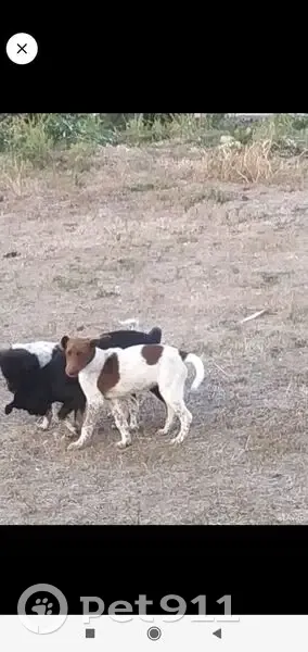 Пропала собака, Казачий пер., 4/2, Георгиевск - photo