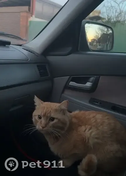 Пропала кошка, Нестерова 75, Краснодар - photo