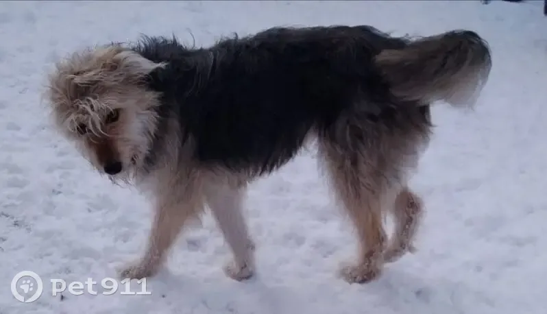 Пропала собака, д. Сорокино, 31.05 - photo