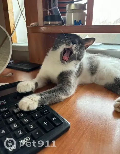 Пропала кошка, Куренная ул, 44, Краснодар - photo