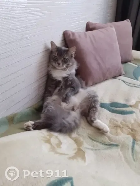 Пропал кот, СНТ «Рассвет-2», Аввакумово - photo