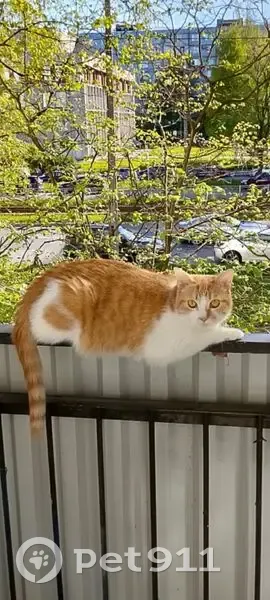 Пропала кошка, пр. Солидарности 15 к1 - photo