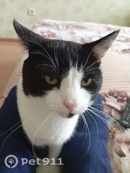 Пропал котик, Набережная ул., Тамбов - photo