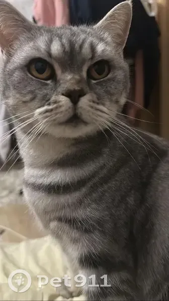 Пропала кошка, ул. Кирова 33, Краснодар - photo