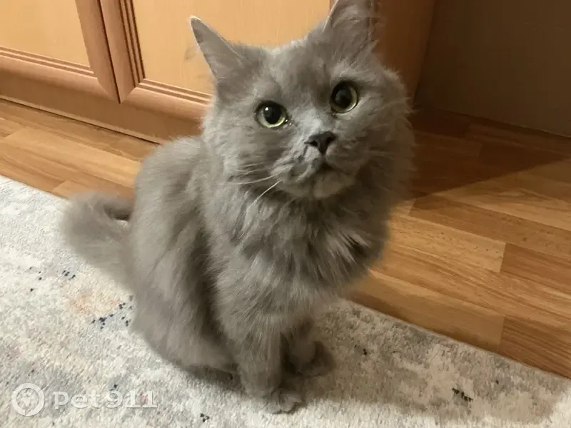 Найдена кошка, ул. Нечаева, Елабуга - photo