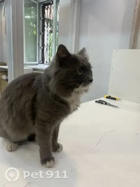 Кошка найдена: Волоколамское ш., 13, Москва - photo