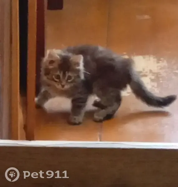 Кошка найдена: Чебоксары, Чувашия - photo