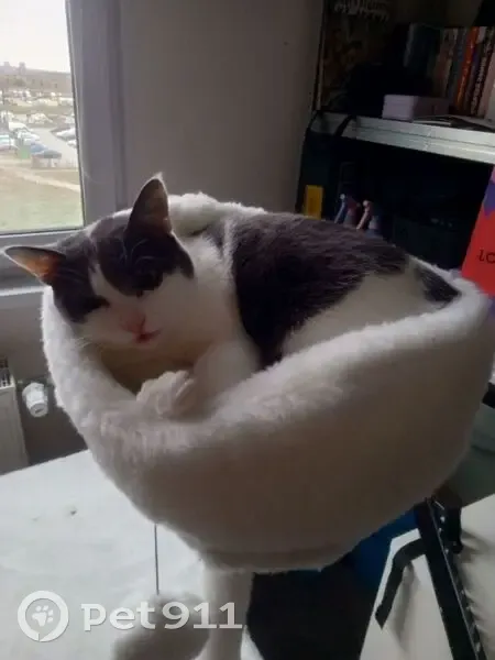 Пропала кошка, Екатеринбург, Савкова 46 - photo