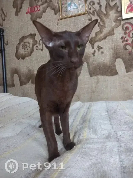 Пропала ориенталка, Петровская 36, Спасская - photo