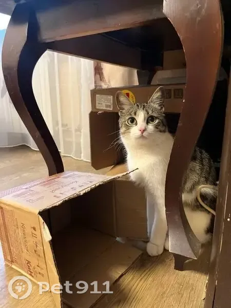 Пропала кошка, Железнодорожная 2, Паша - photo