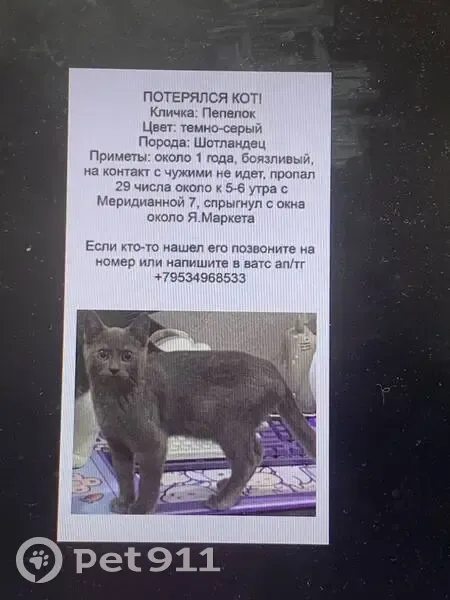 Пропала кошка, ул. Меридианная, 7, Казань - photo
