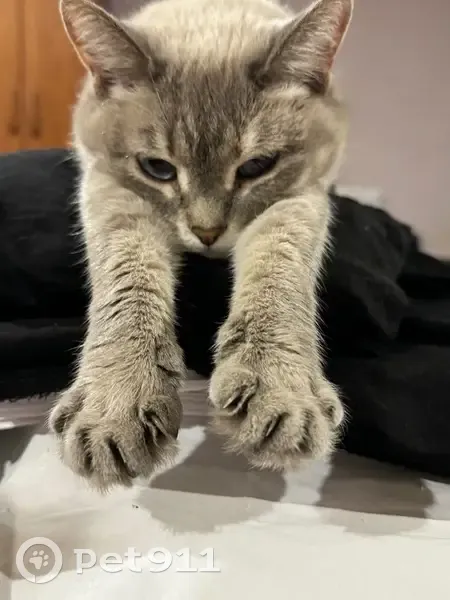 Пропала кошка, ул. Кр. Партизан, 6, НН - photo