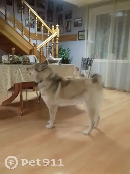 Пропала рыжая собака в Архангельске - photo