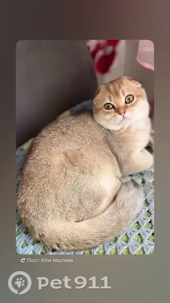 Пропала кошка на Труфанова, 25, Ярославль - photo