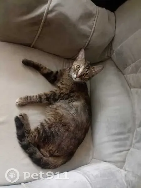 Пропала кошка, ул. 50 лет ВЛКСМ 3/4 - photo