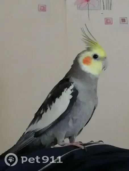 Пропала птица в районе Молоди, 46Н-12476 - photo