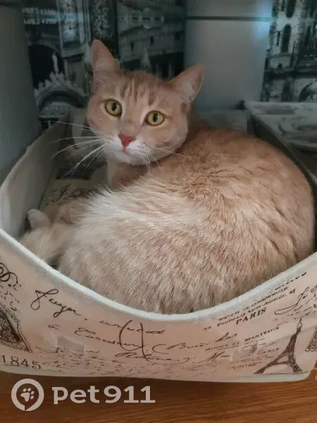 Пропала кошка, ул. Синельникова, 6, Котово - photo